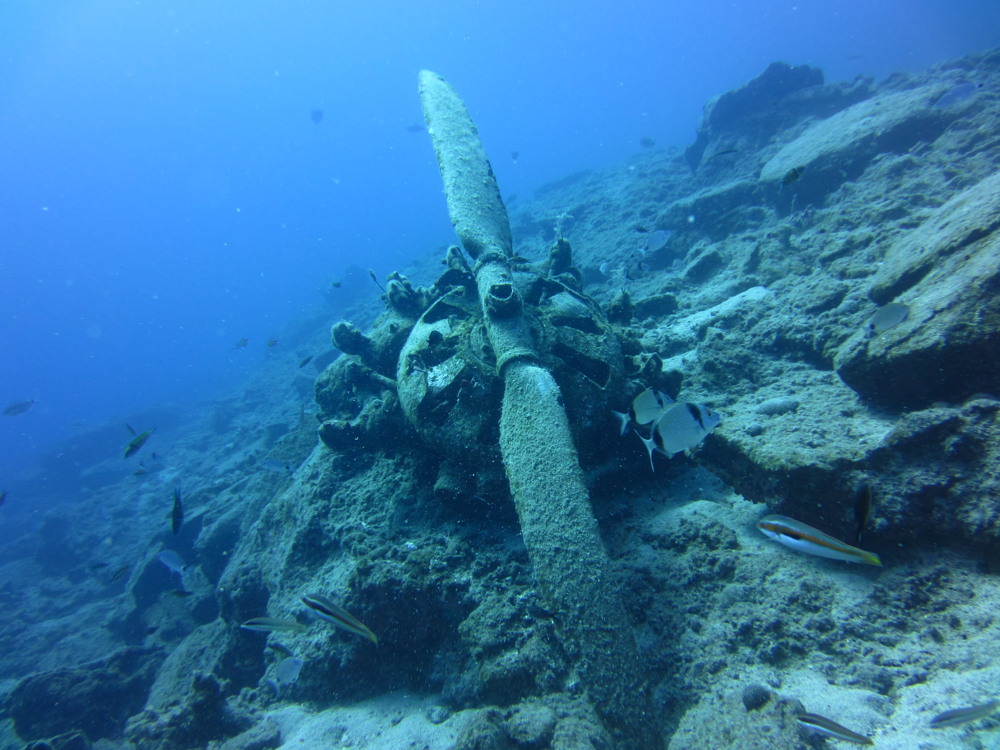 Blue Dolphin Diving Center